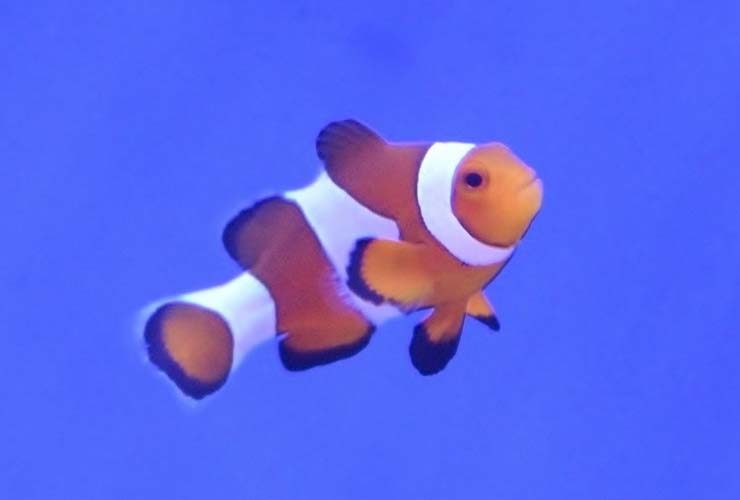 カクレクマノミ 熱帯魚