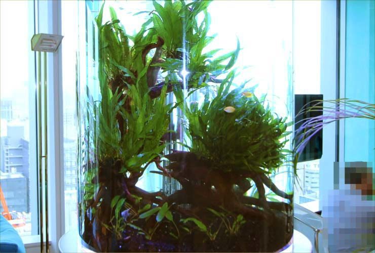 流木と水草を配置した円柱型の大型水槽