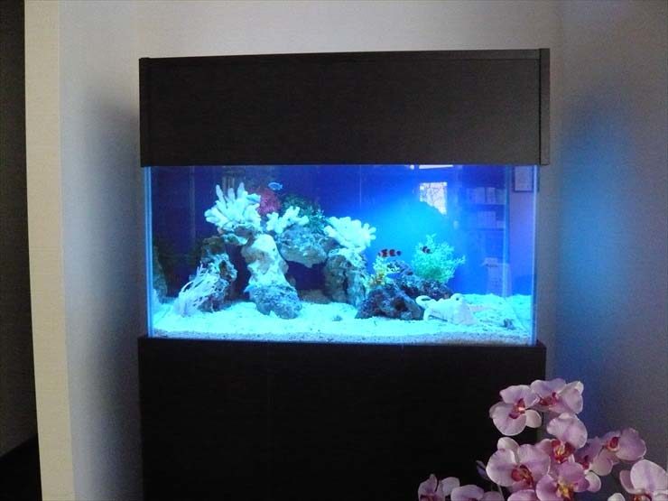 青い照明の海水魚水槽と白いサンゴのレイアウト