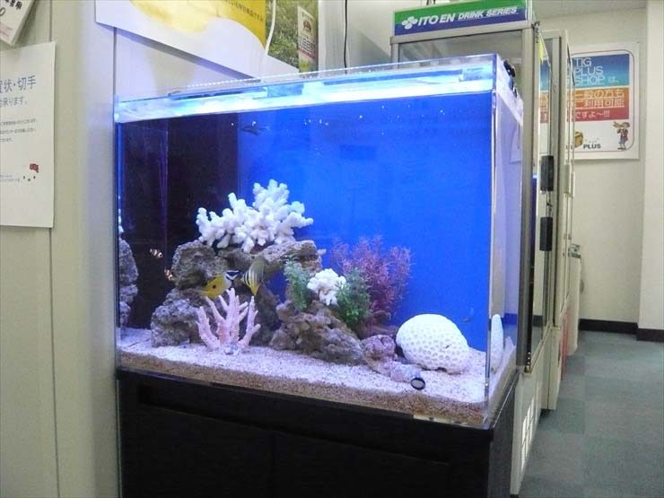 青い背景にサンゴと熱帯魚が泳ぐ海水魚水槽の全景