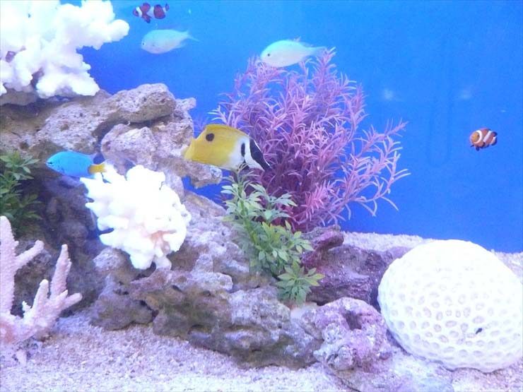 サンゴ岩と黄色い海水魚が泳ぐ海水魚水槽のレイアウト