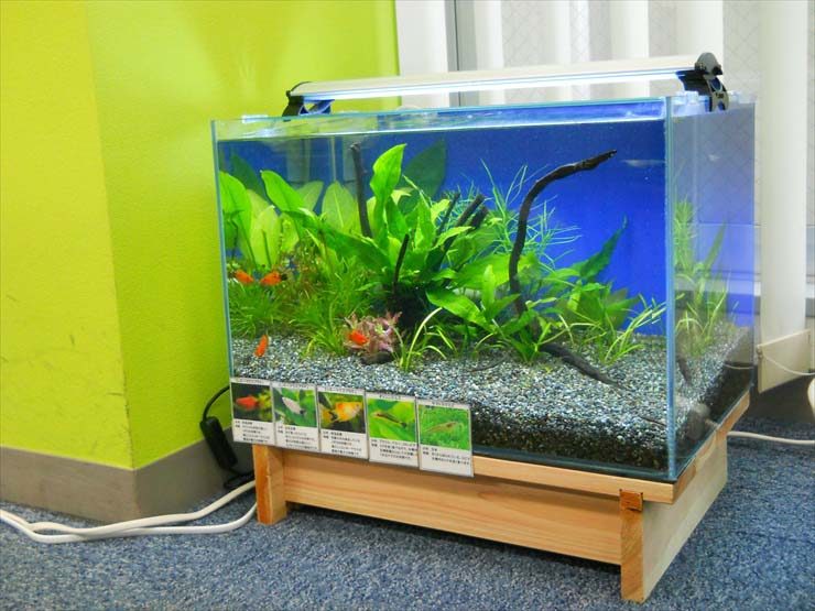 水草と小型魚が入った木製台設置のフレームレス水槽