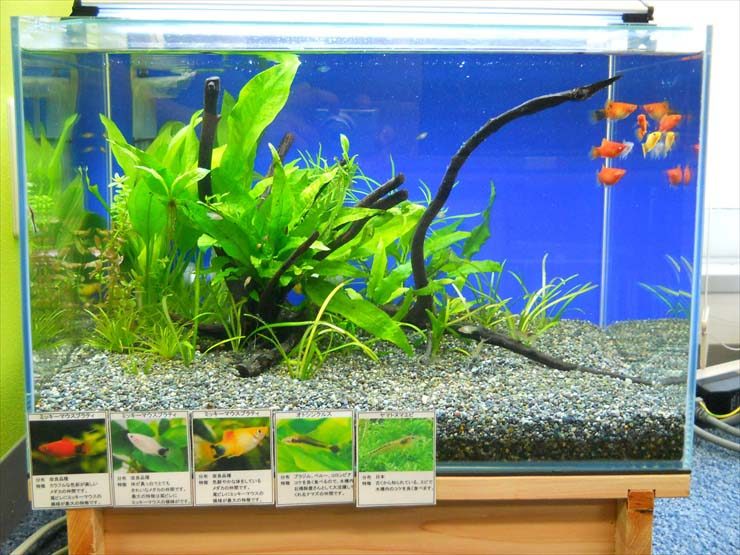 流木と水草を配置した水槽と生体紹介パネルの展示