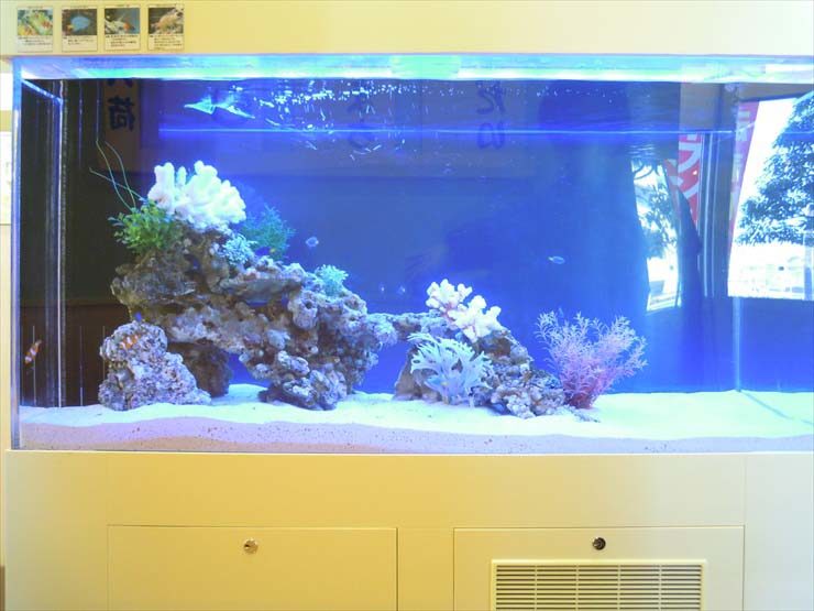 白い砂と岩を配置した青い背景の大型海水魚水槽