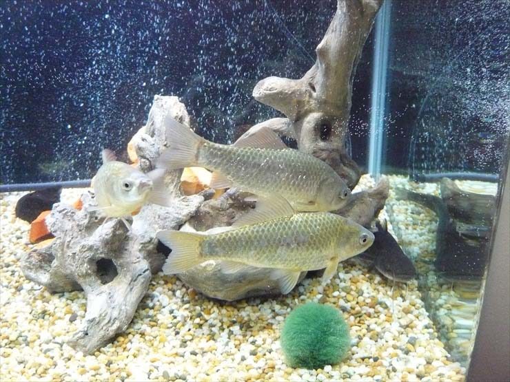 流木と石を配置した水槽内を泳ぐフナの仲間とマリモ