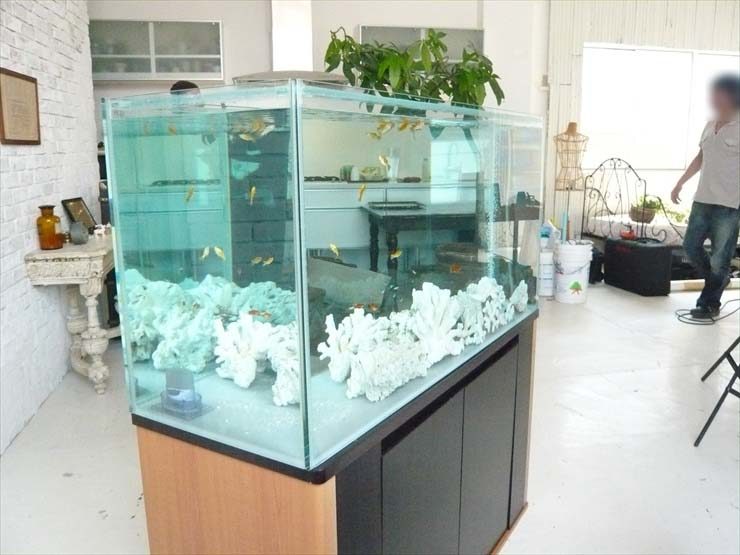 白いサンゴ岩と小型魚が泳ぐ大型の淡水魚水槽