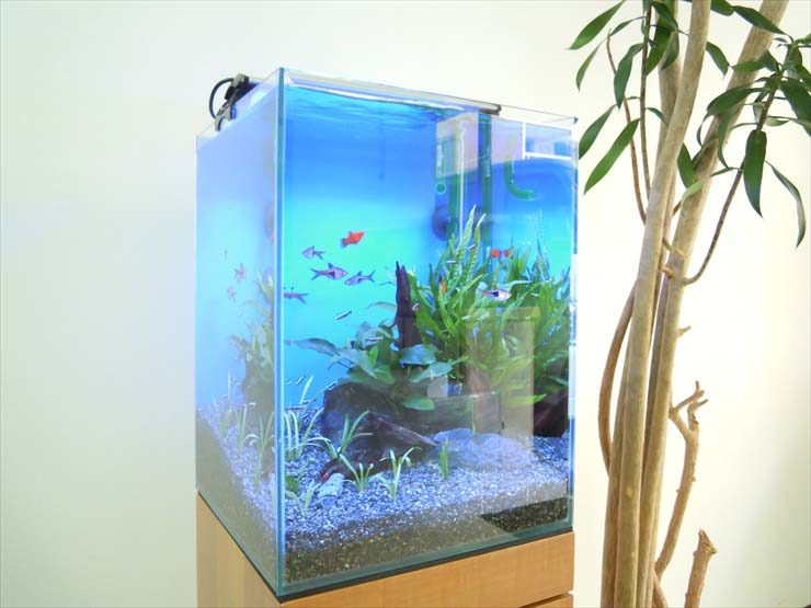 青い背景のハイタイプ水槽と泳ぐ熱帯魚や水草のレイアウト