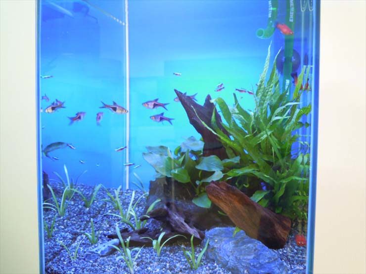 流木と水草を配置した水槽内を泳ぐ小型熱帯魚の群れ