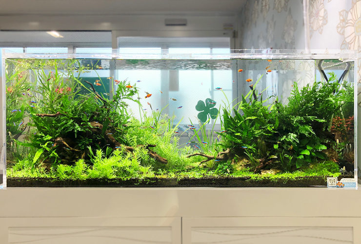 水草が茂る大型水槽と泳ぐ小型カラシンやグッピーの仲間