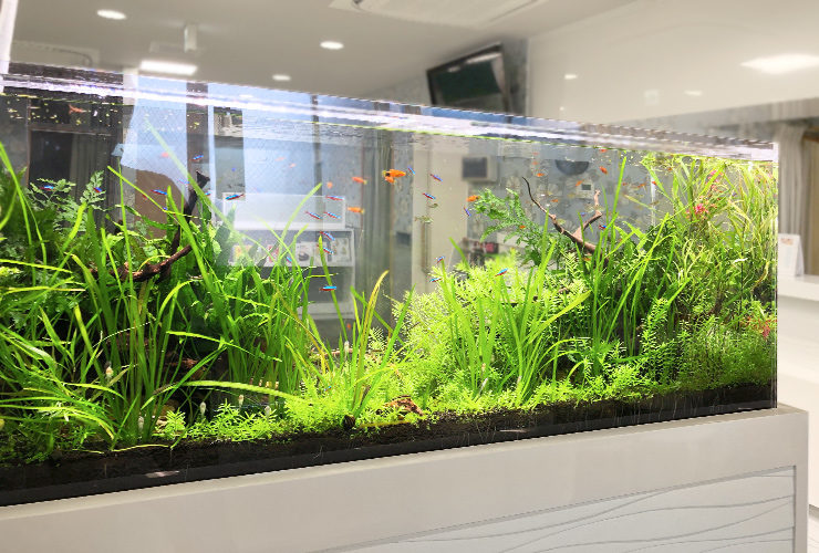 水草が茂る水槽内を泳ぐネオンテトラの仲間と小型魚