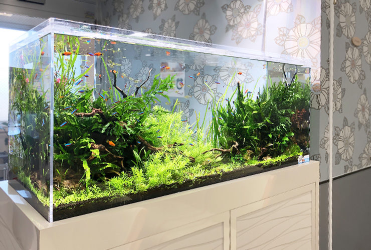 水草が茂る水槽内を泳ぐネオンテトラの仲間と小型熱帯魚