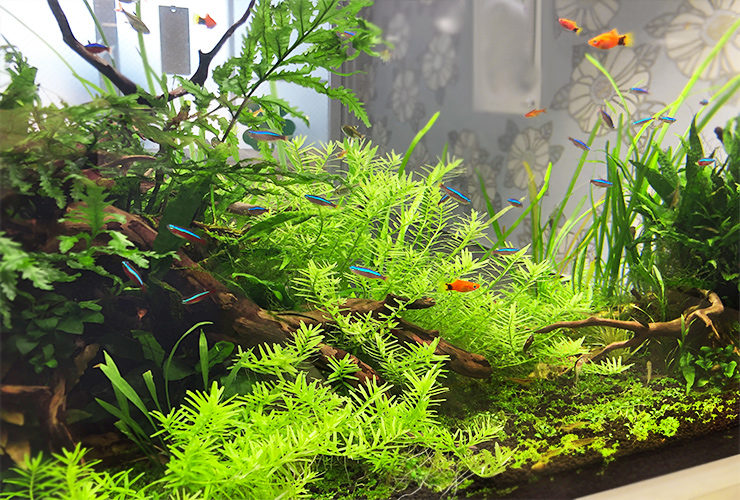 水草が茂る水槽内を泳ぐネオンテトラの仲間と熱帯魚
