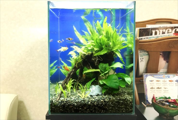 青い背景に流木と水草を配置した小型魚の泳ぐ水槽