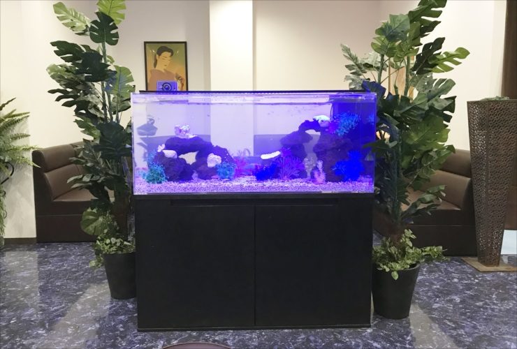 青い照明が灯る岩組みレイアウトの大型水槽と観葉植物