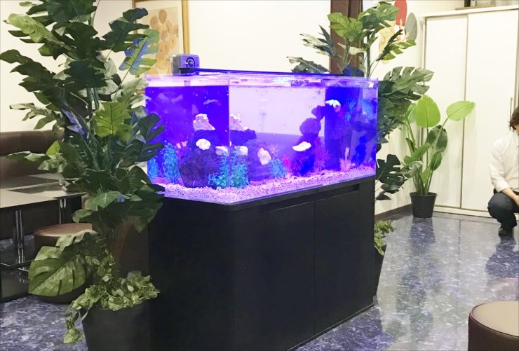 青い照明が灯る大型水槽と周囲に配置された観葉植物