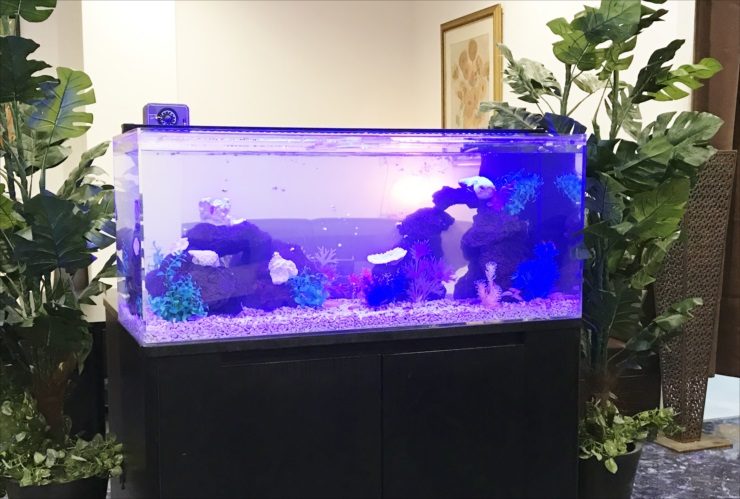 青い照明に照らされた岩組みと人工水草の海水風水槽