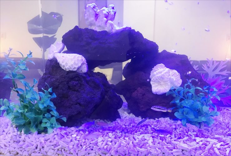 溶岩石とサンゴを配置した青い照明の熱帯魚水槽