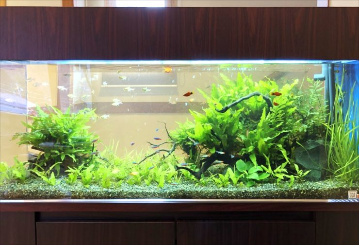 流木と水草を配置した水槽で泳ぐ小型熱帯魚の群れ