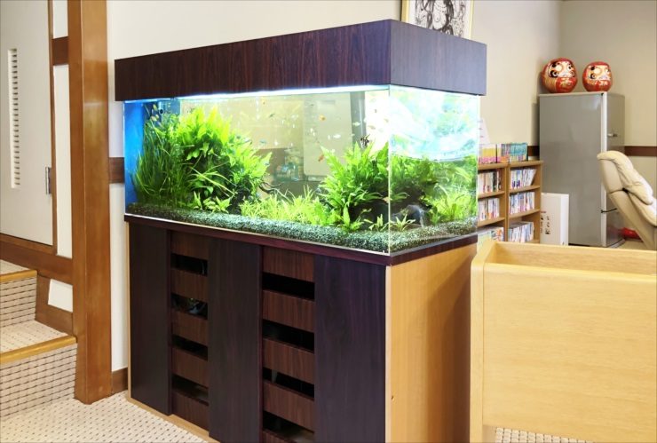 木目調の台に設置された水草が茂る大型の淡水魚水槽