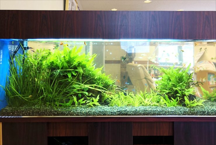 木目調の台に置かれた水草が茂る大型の淡水魚水槽