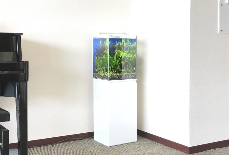 白い水槽台に設置された水草が茂る小型の淡水魚水槽