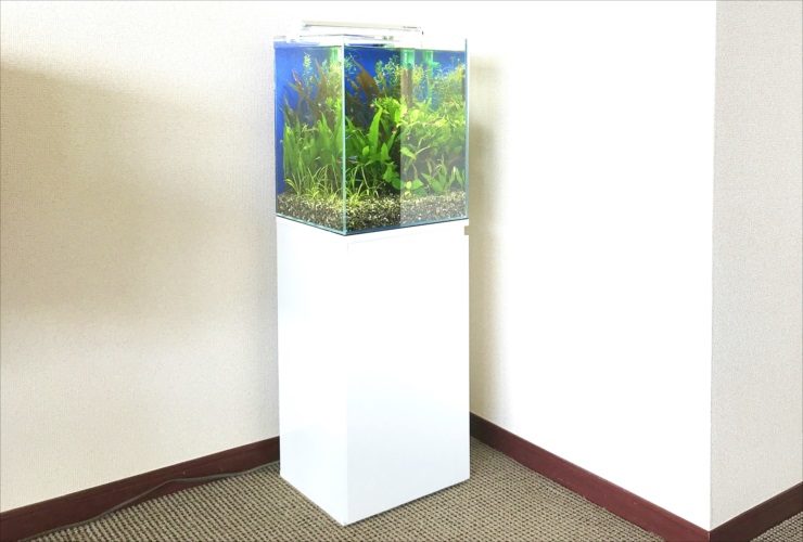 白い水槽台に設置された水草が茂る小型の淡水魚水槽