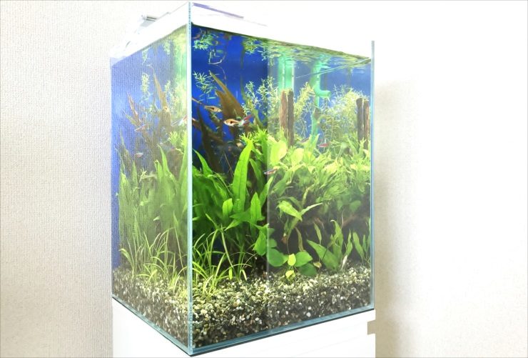 水草が茂る青い背景のハイタイプ水槽と泳ぐ小型魚