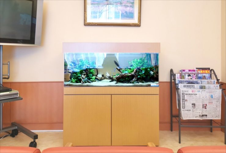 待合室に設置された流木と水草の大型淡水魚水槽
