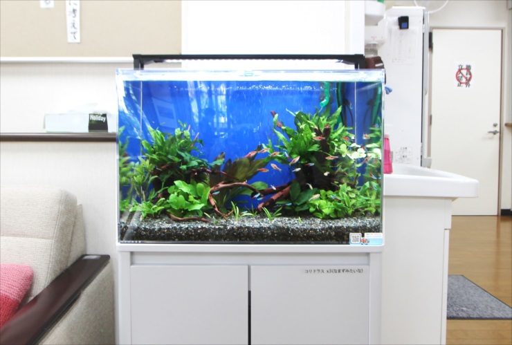 青い背景に流木と水草を配置した小型カラシンの水槽
