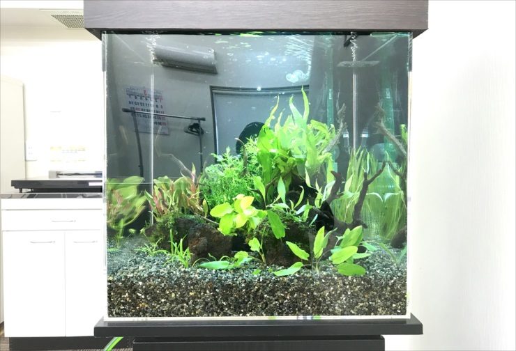 水草と流木を配置した大磯砂の淡水熱帯魚水槽
