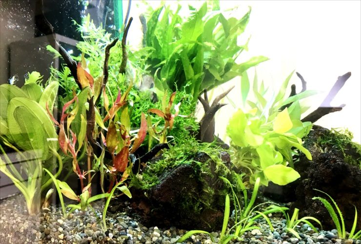 流木や石に活着した水草と砂利を敷いた水槽レイアウト