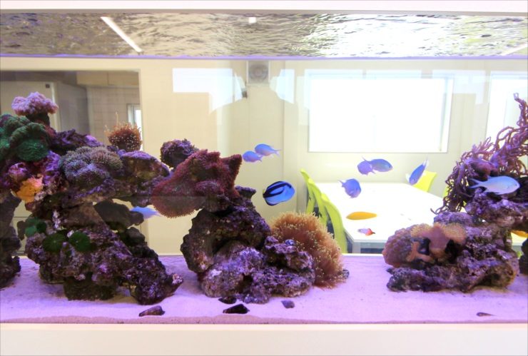 サンゴと海水魚が泳ぐオフィス設置の大型海水魚水槽