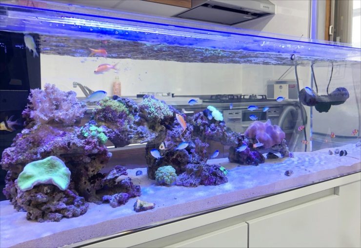 サンゴと海水魚が泳ぐ横長なオーバーフロー水槽の全景