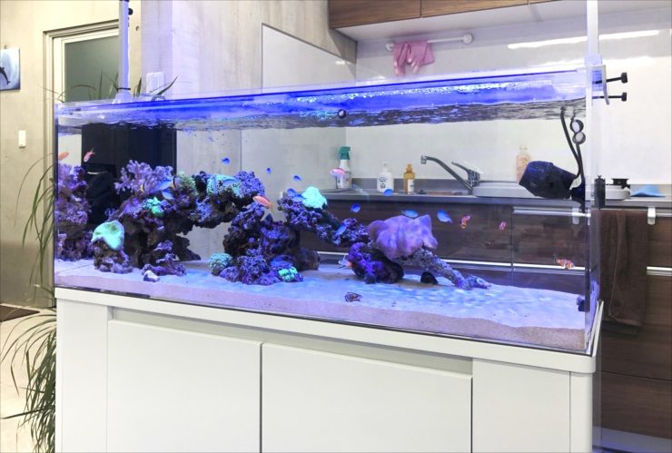 青い照明の海水魚水槽とライブロックのレイアウト