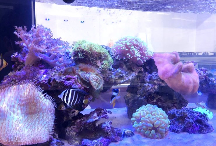 サンゴと海水魚が泳ぐマリンアクアリウムの水槽内景