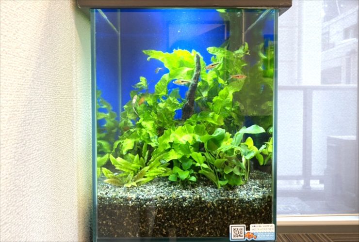 青い背景に水草と小型熱帯魚が泳ぐ小型水槽の全景