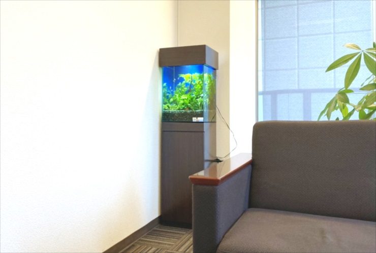 オフィスのソファ横に設置された小型水槽と水草の緑