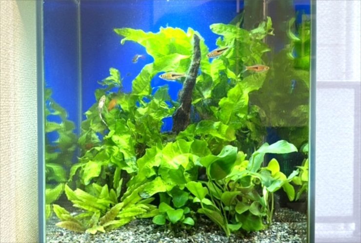 青い背景の水槽で泳ぐ小型魚と生い茂る水草のレイアウト