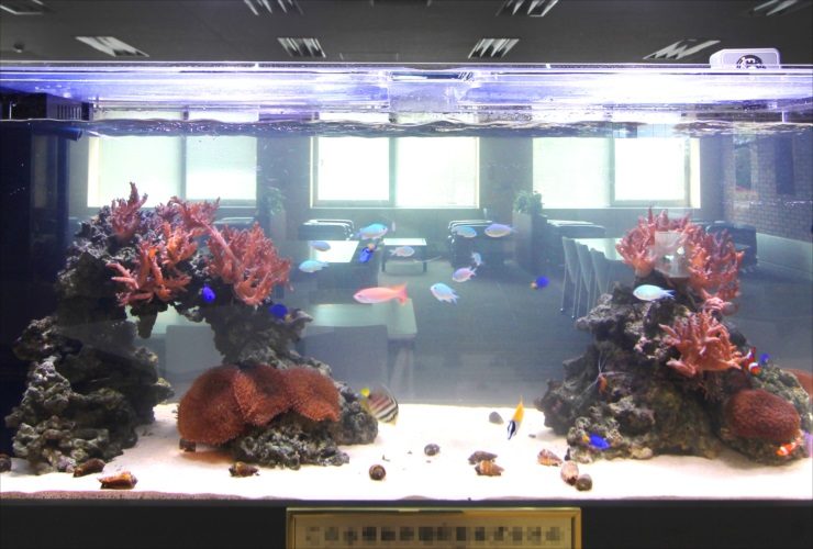 海水魚とサンゴが泳ぐオフィス設置の大型水槽