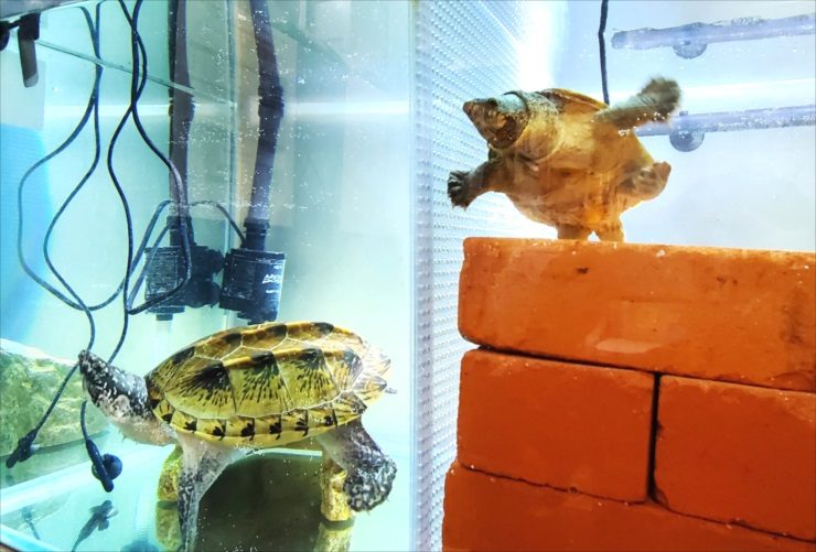 水槽内のレンガと2匹のカメと水中ポンプの配置