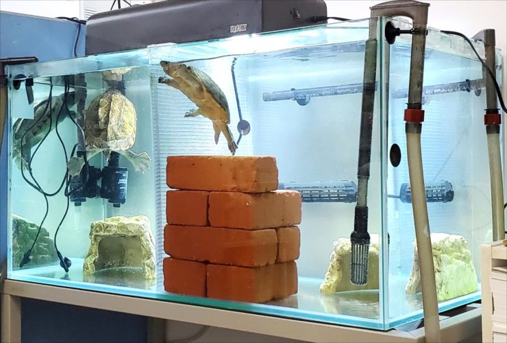レンガが積まれた水槽内を泳ぐカメと外部フィルターの配管