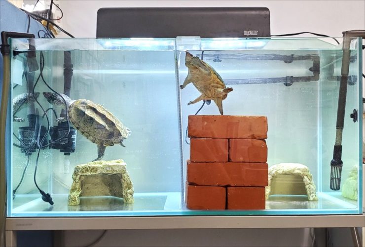 仕切り板とレンガを設置した水槽で泳ぐ2匹のカメ