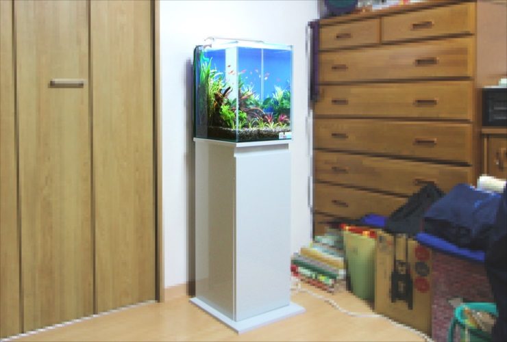 神奈川県　横浜市　個人宅　30cm淡水魚水槽　レンタル事例事例