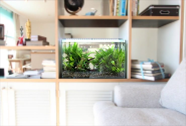リビングの棚に設置された水草が茂る小型水槽の風景