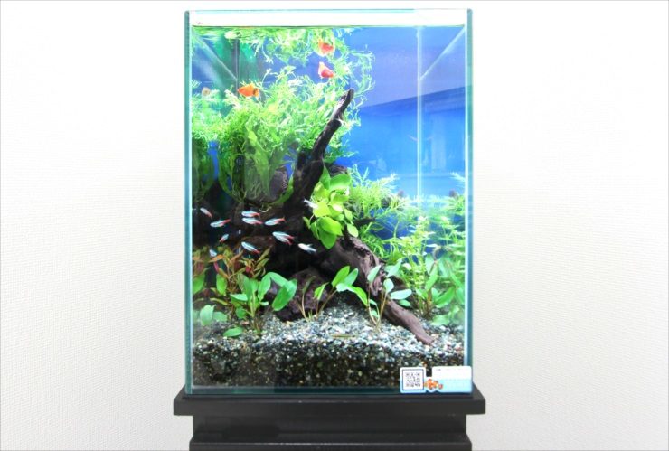 流木と水草にネオンテトラの仲間が泳ぐ縦長水槽