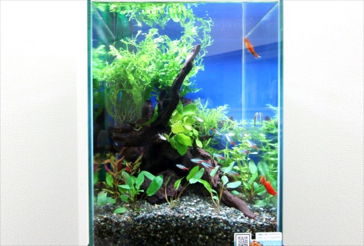 流木と水草を配置した小型カラシンが泳ぐ水槽の全景