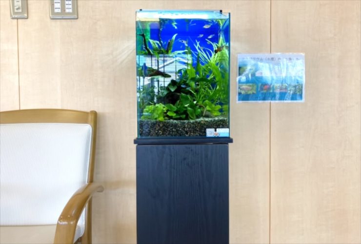 待合室に設置された水草と小型魚のハイタイプ水槽