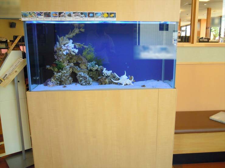 サンゴ岩と白い砂を敷いた大型の海水魚水槽