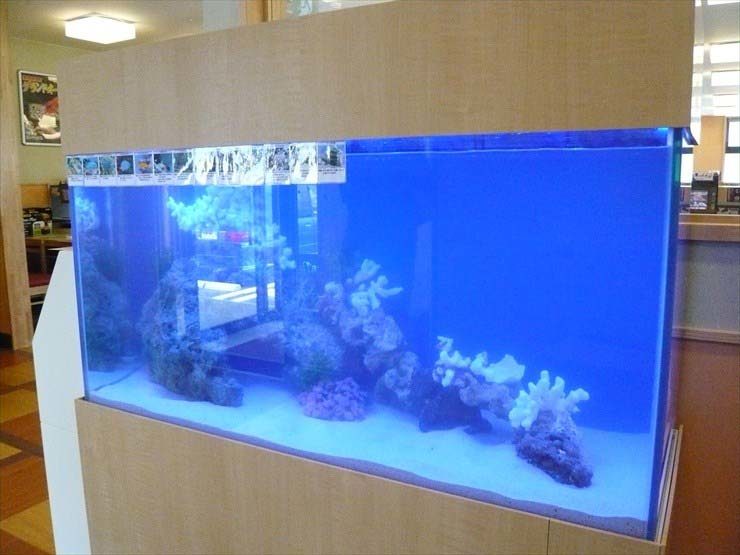 青い背景に岩とサンゴを配置した大型海水魚水槽