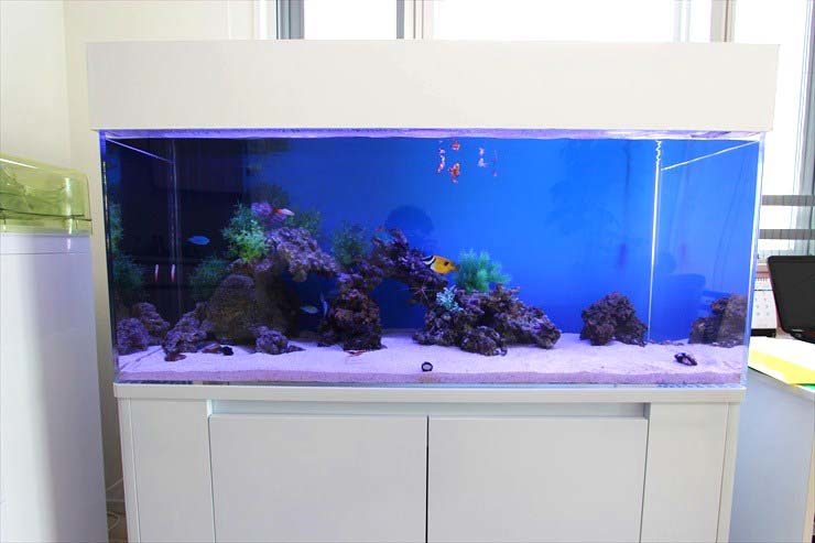 白い水槽台に設置された青い背景の大型海水魚水槽